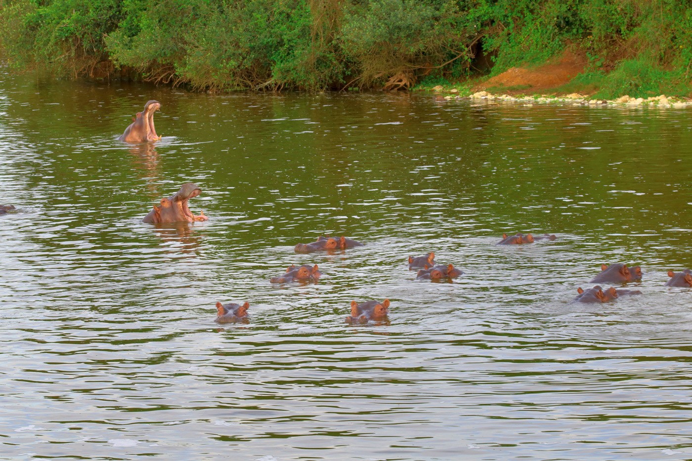 Nilpferde Lake Mburo Nationalpark - Rundreise und Gorilla Trekking Uganda