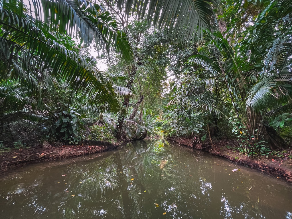 Regenwald-Bocas-del-Toro-Bastimentos-Island