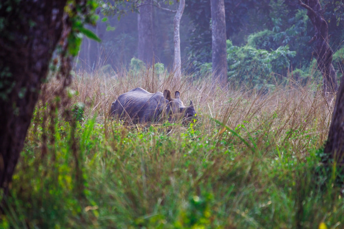 Panzernashorn im Chitwan