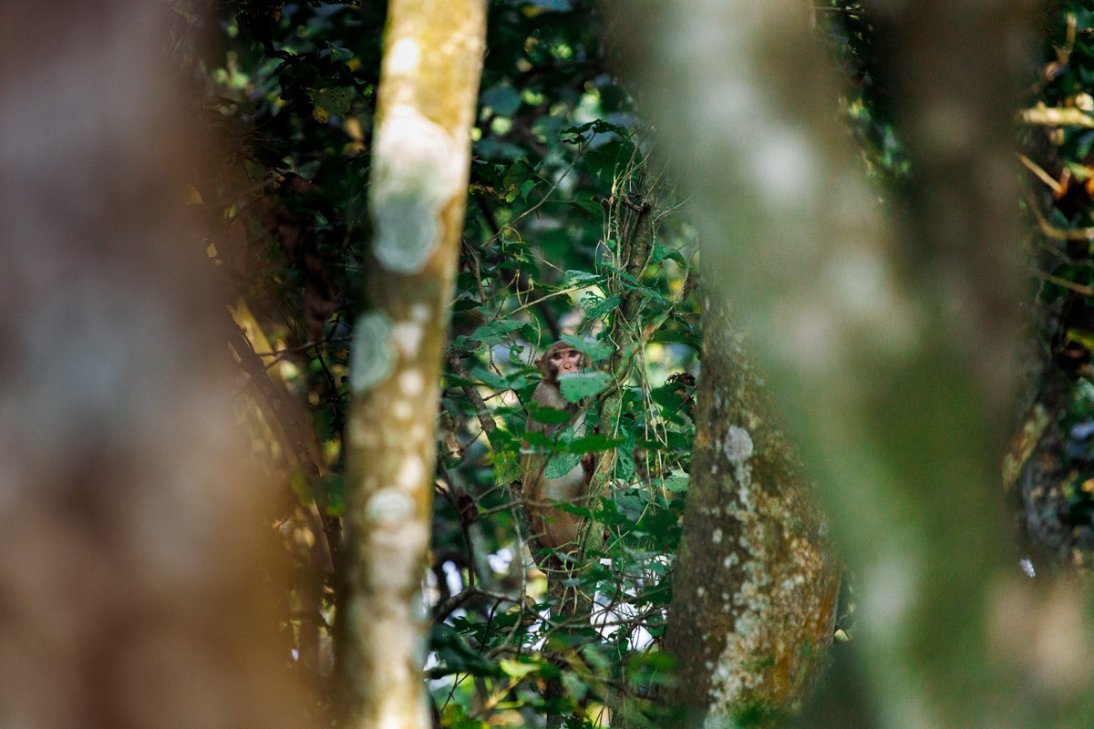 Rhesusaffe im Chitwan Nationalpark